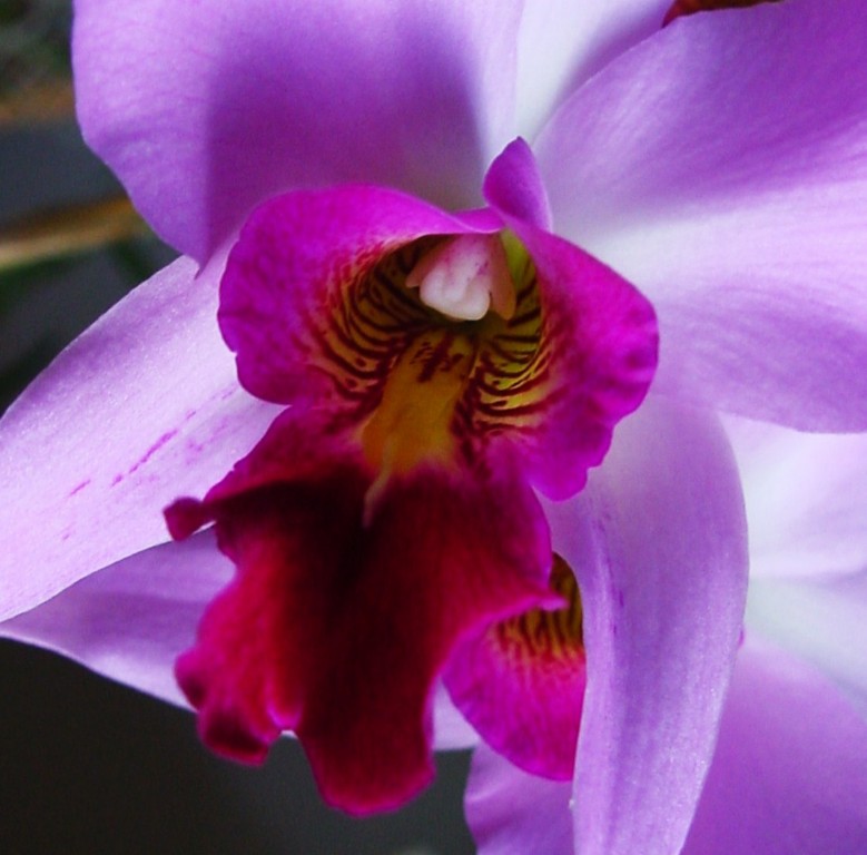 Laelia anceps subsp. dawsonii f. chilapensis (Guerrero) 798525DSC061411024x768