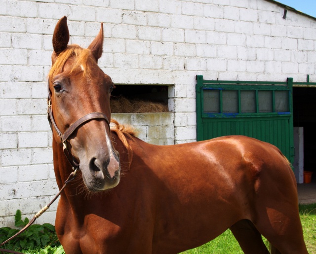 [PLACE LAURIE] ALEXANDRO Un bel américain !!!! 799385alexandro2