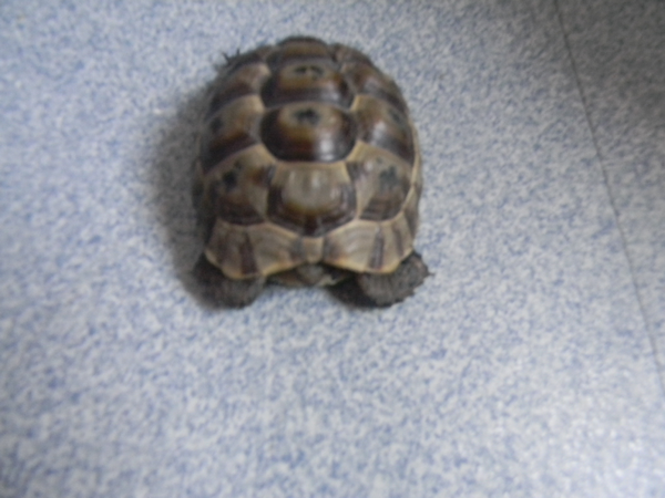 Ma tortue ne bouge plus et n'ouvre plus ses yeux  799807dfd