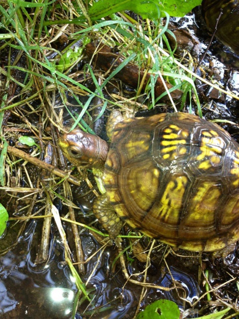 Des photos des triunguis aujourd'hui 800231terra