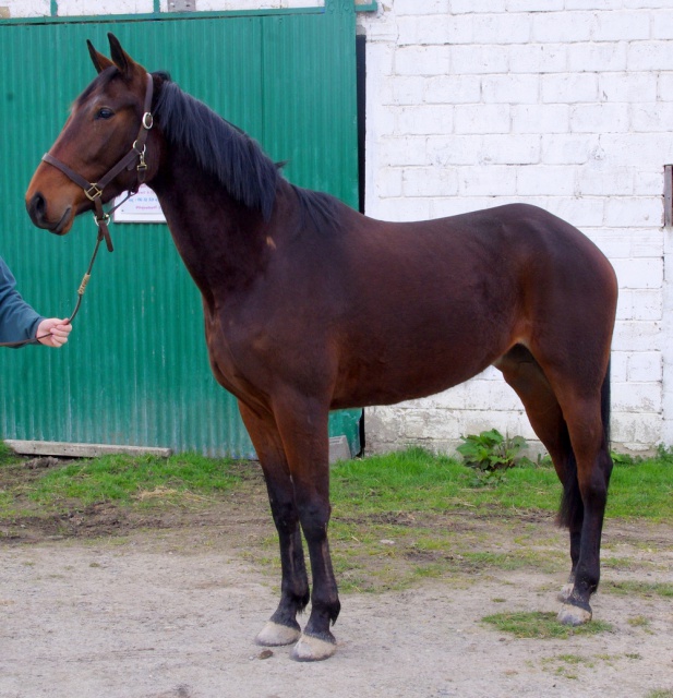 [PLACEE NICOLAS] CLARA  Une belle brune ténébreuse et charmeuse 801669clara3