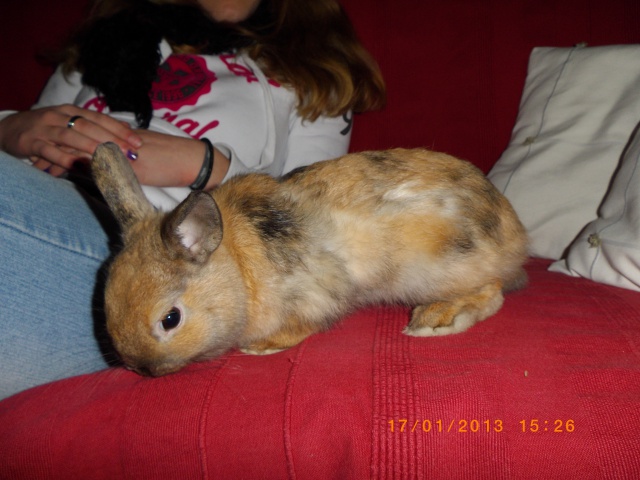 (Réservé) Romeo, lapin de 6 mois, Refuge FREE 803357IMGP0167