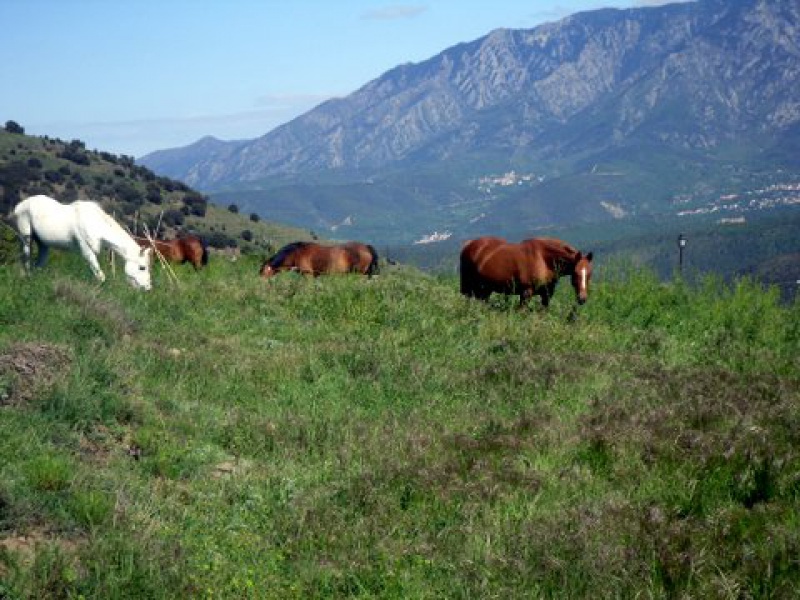 Meteo Merdique - Page 6 803477SDC16559