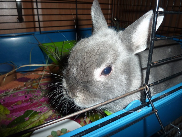 (Adopté) Rodney, petit lapin de 2 mois, Refuge FREE 803498P1010722