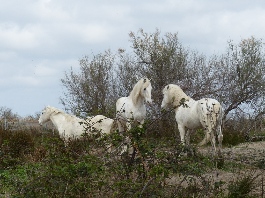 Cheval Camargue 803875P1040989