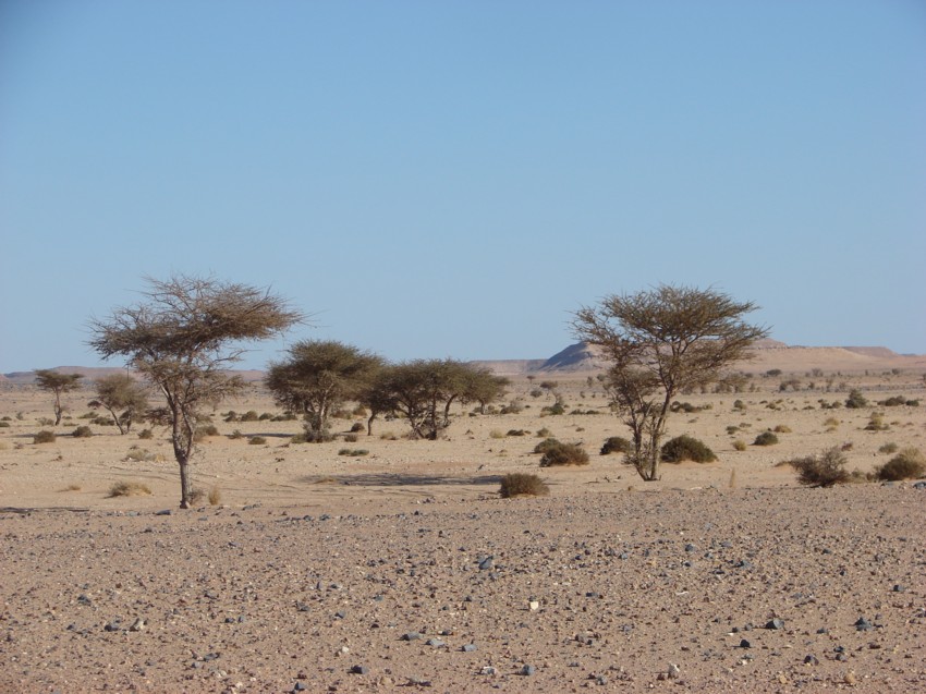 Le Grand Sud du Maroc - II 804108105