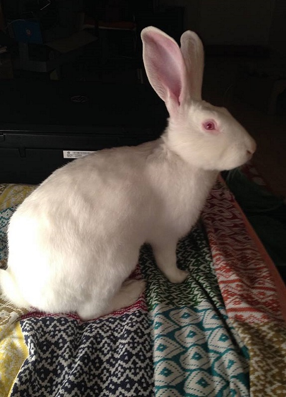 [ADOPTE] BUCK, jeune lapin de laboratoire White Rabbit 804323Buck11