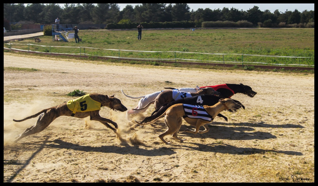 Une passion sur le déclin.. 804421DSC08656