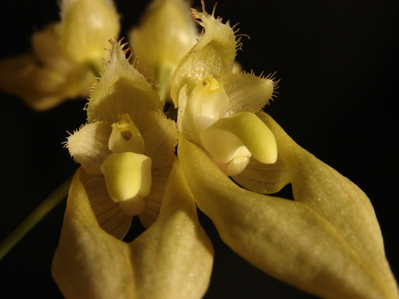 Bulbophyllum annandalei f. flava 805188bulbo0408201403