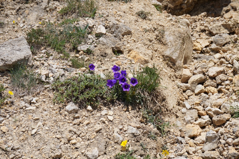 Pas de carni mais de jolies plantes alpines  805409DSC03422