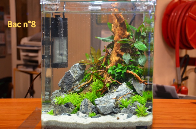 Concours d'aquascaping chez Le Lann le 10 et 11 novembre - Page 3 805708MAT5366