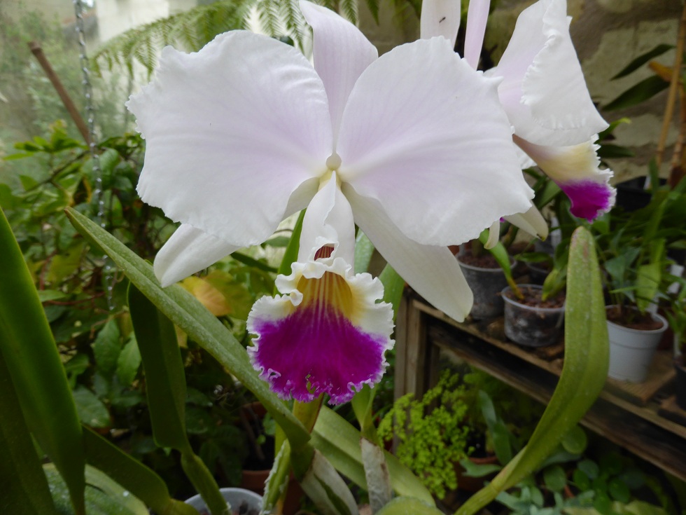 Cattleya mendelii 806081P1080547