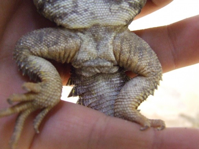 Uromastyx geyri 806285DSCF8999