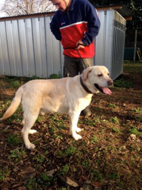 MAXx - labrador 10 ans - Spa de Poitiers (86) 806560IMG2408