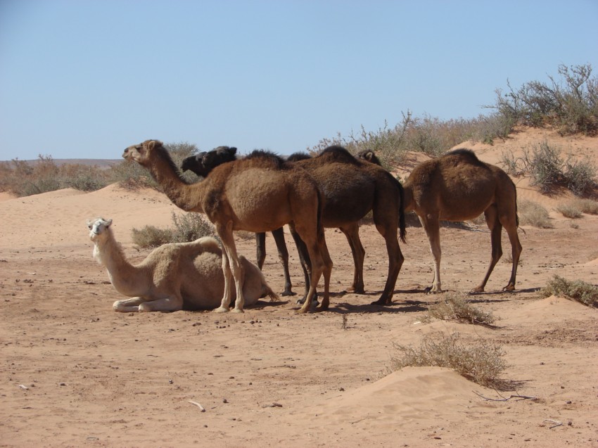 Le Grand Sud du Maroc - II 806604095