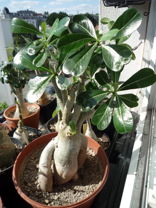 Adenium obesum (divers) et arabicum sur les rebords de fenêtres... - Page 3 8072682533