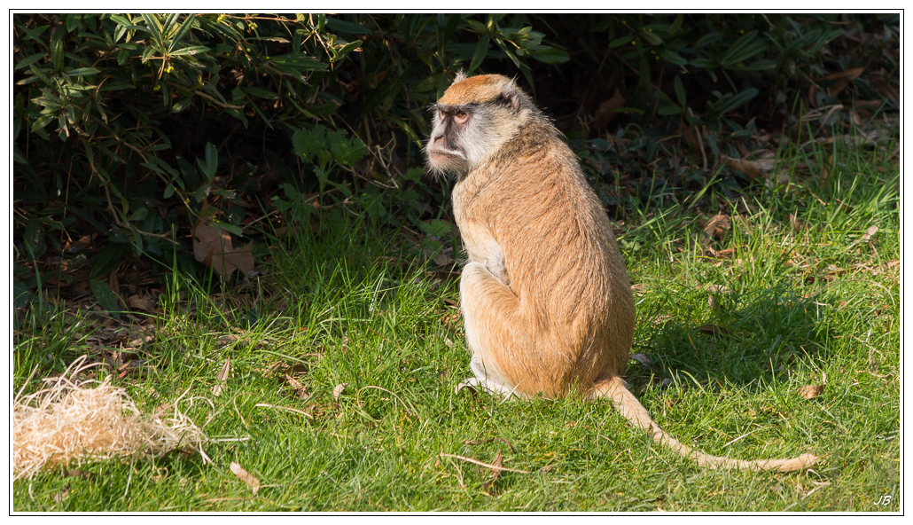 Zoo de Beauval: les poils 807594LR53P1140152