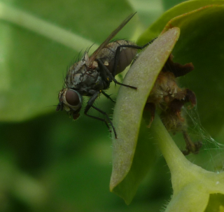 [Anthomyiidae] mouche à indentifier 1 808510mouche2