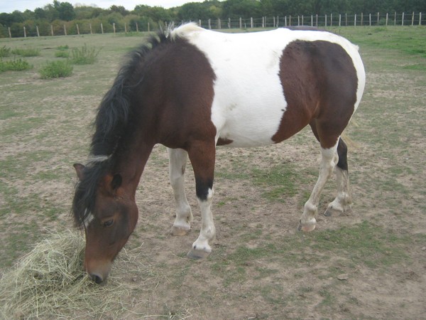 Elevage de Javot - poneys"A" et D'Acteon -  Chevaux de Sport ....... 809732abricotine