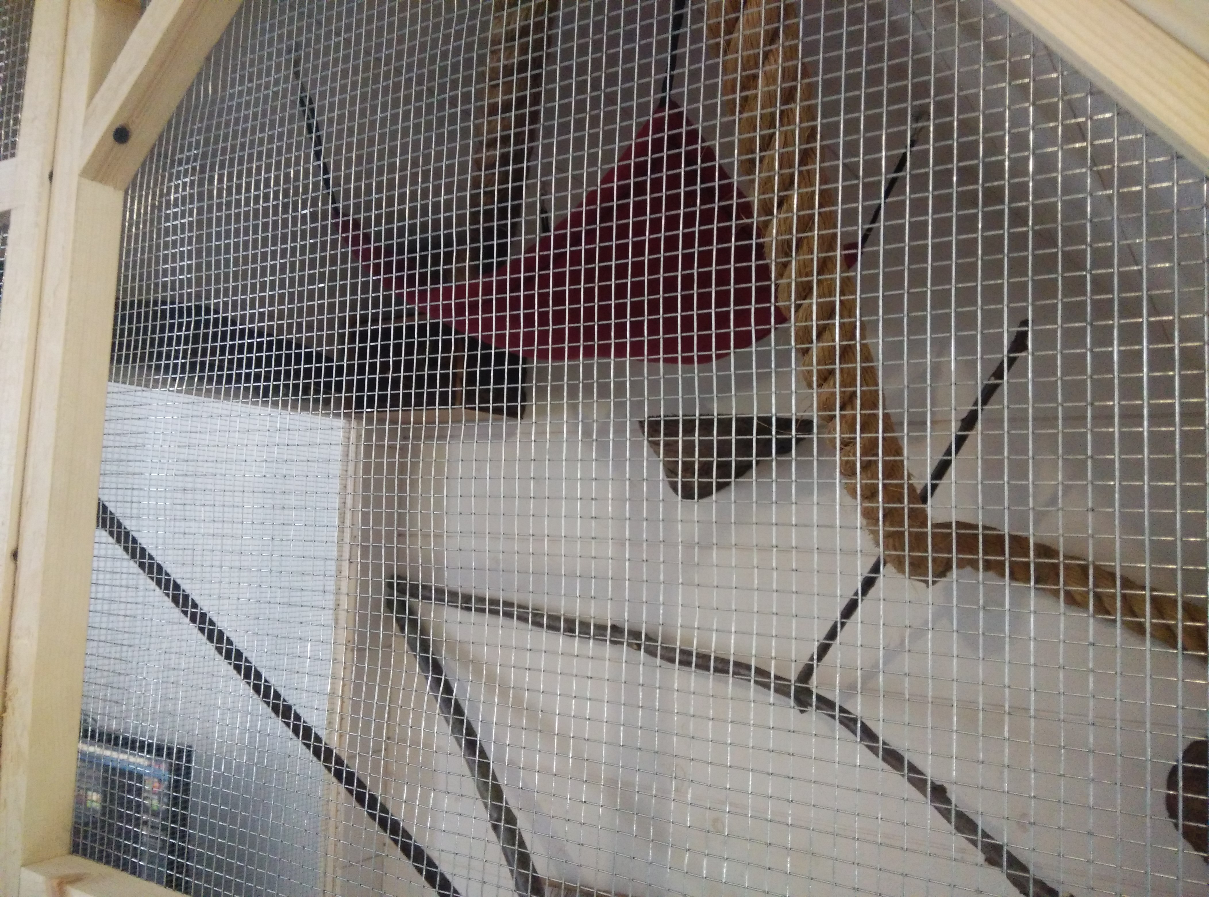 Nouvelle Cage terminer :) 810642IMG20140922125235