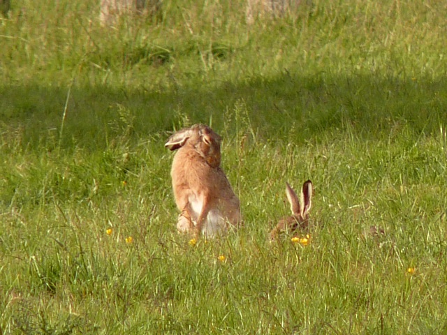 Belles photos d'animaux c'est ici !  - Page 7 810759P1120001