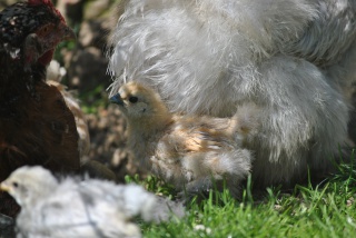 Adoption poussins par poule soie  811824DSC0782