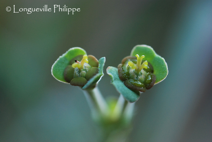 CYATHE - CYATHIUM - KYATHOS...zéro 812193Euphorbiasilenifolia011114