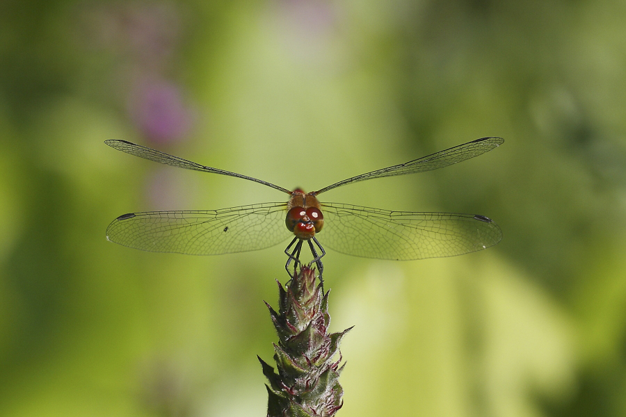 Sortie macro au lac de bambois 813602585202C64G99581900