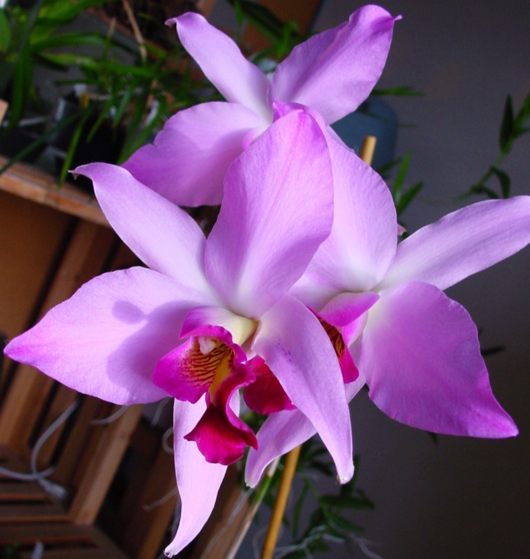 Laelia anceps subsp. dawsonii f. chilapensis (Guerrero) 814075DSC061381024x768