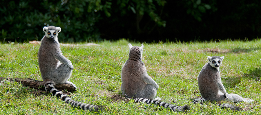 Sortie au Zoo d'Olmen (à côté de Hasselt) le samedi 14 juillet : Les photos - Page 2 814710CRI4656