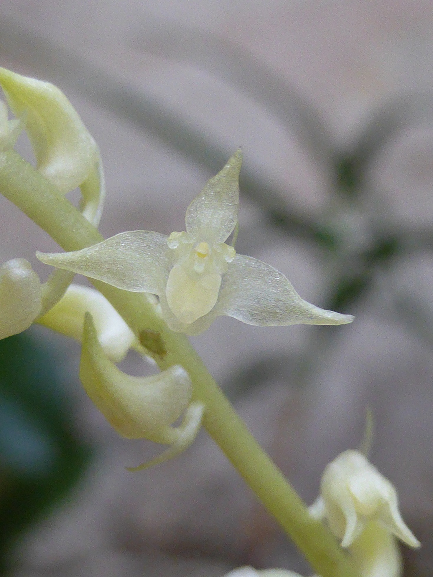 [résolu]mystère de Bali ??  = Bulbophyllum stelis 814735flodecembre2015a