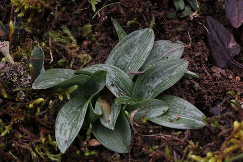 Alsace: rosettes de decembre 2012 814908uyh