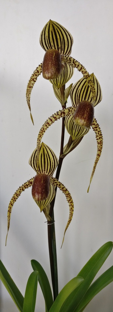 Paphiopedilum David Ott (P.rothschildianum x P.supardii) - Page 2 815904IMG2017062316053501