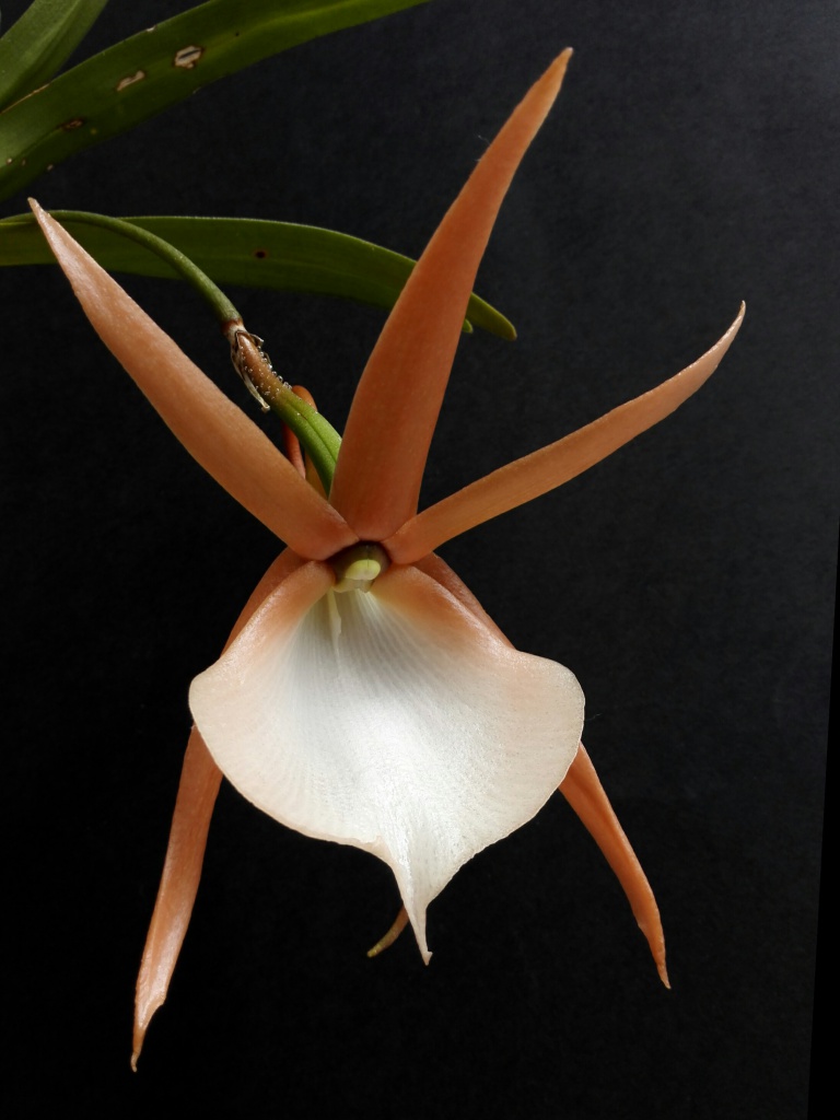 Angraecum viguieri - Page 2 816506DSC005501