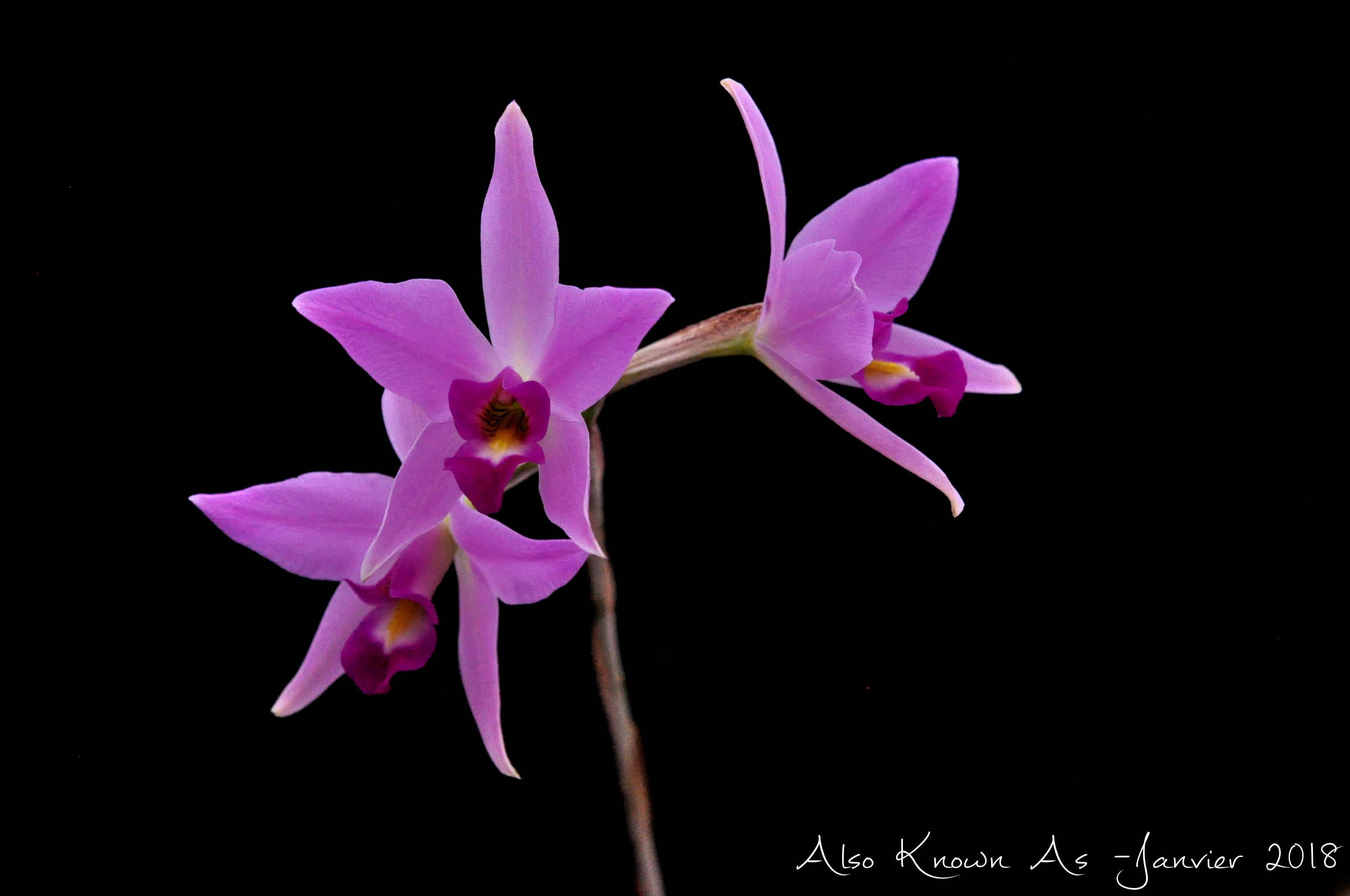 Laelia anceps 'Bigge' x 'Oscura' 816614anceps2