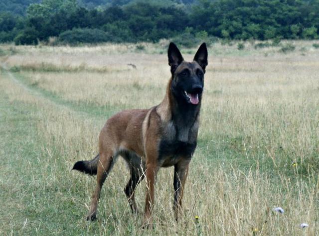 Un trio de malinois !  - Page 13 81676910699792994953068623032026946811n