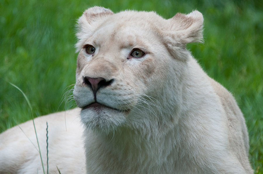 Sortie au Zoo d'Olmen (à côté de Hasselt) le samedi 14 juillet : Les photos - Page 2 816806CRI4556