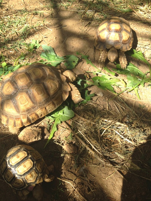 Miam les bonnes plantes  817729CENTROCHELYSSULCATA22SEPTEMBRE2012011