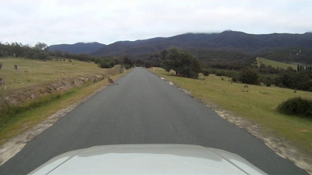 Volvo Cars Commence Ses Premiers Teste De Recherche Pour La Sécurité Des Kangourous En Australie 817730168861VolvoCarstestsforkangaroosafety3