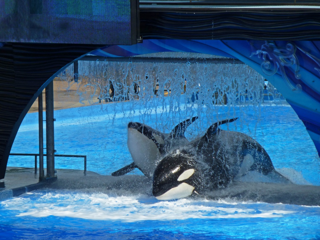 Une lune de miel à Orlando, septembre/octobre 2015 [WDW - Universal Resort - Seaworld Resort] - Page 9 817797P1170368