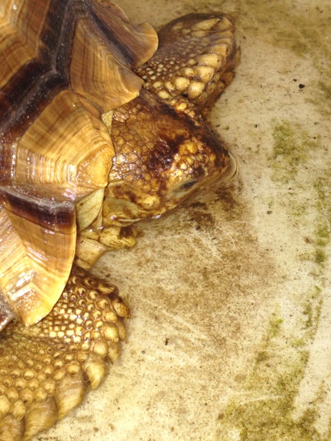 Photo de mes tortues au bain (ET JOYEUX NOEL) 817925IMG8250