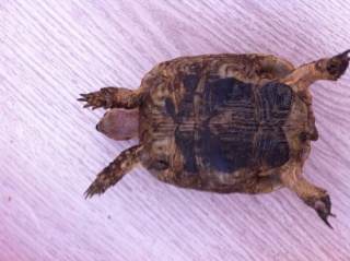 identification tortue 817958IMG0904