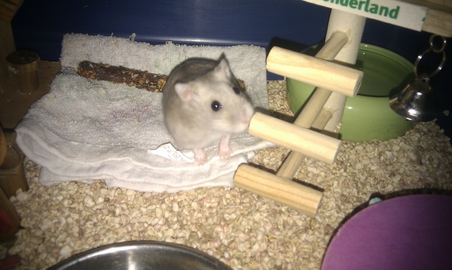 Petite Hamster femelle de type russe 820917IMAG2070