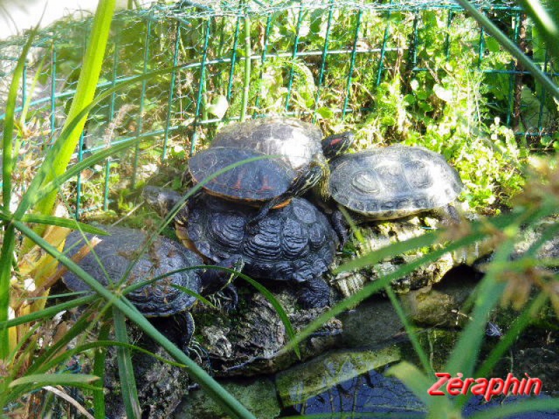 Bassin en tenue d'été et tortues ... - Page 2 82206903octobre20145