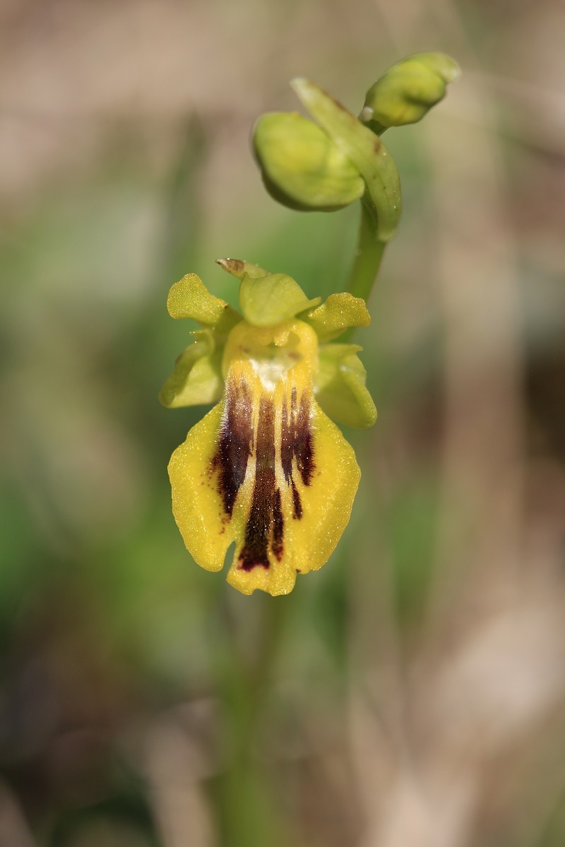 Ophrys (Pseudophrys) lutea ( Ophrys jaune ) 822357MG1139