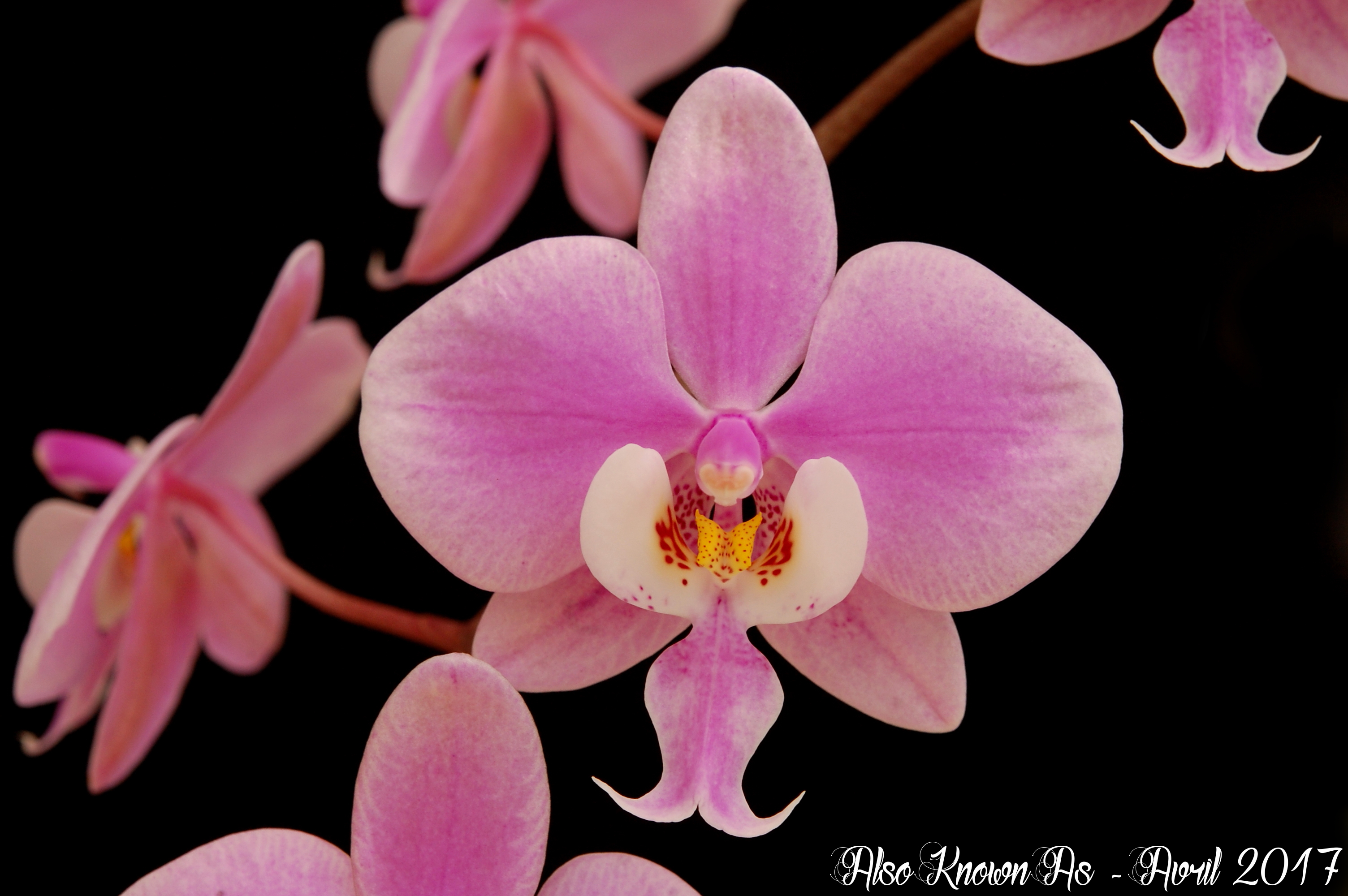 Phalaenopsis schilleriana 822480schilleriana2