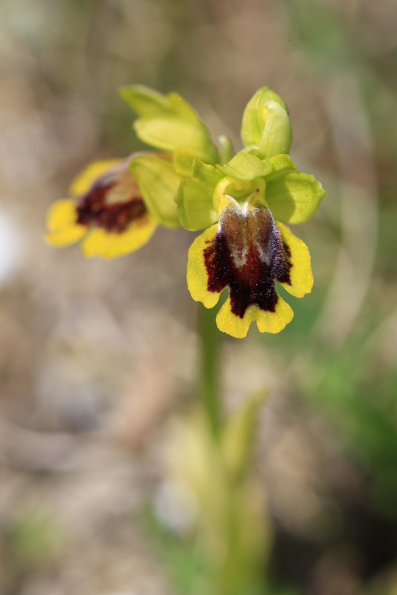 Ophrys (Pseudophrys) lutea ( Ophrys jaune ) 825644MG1117