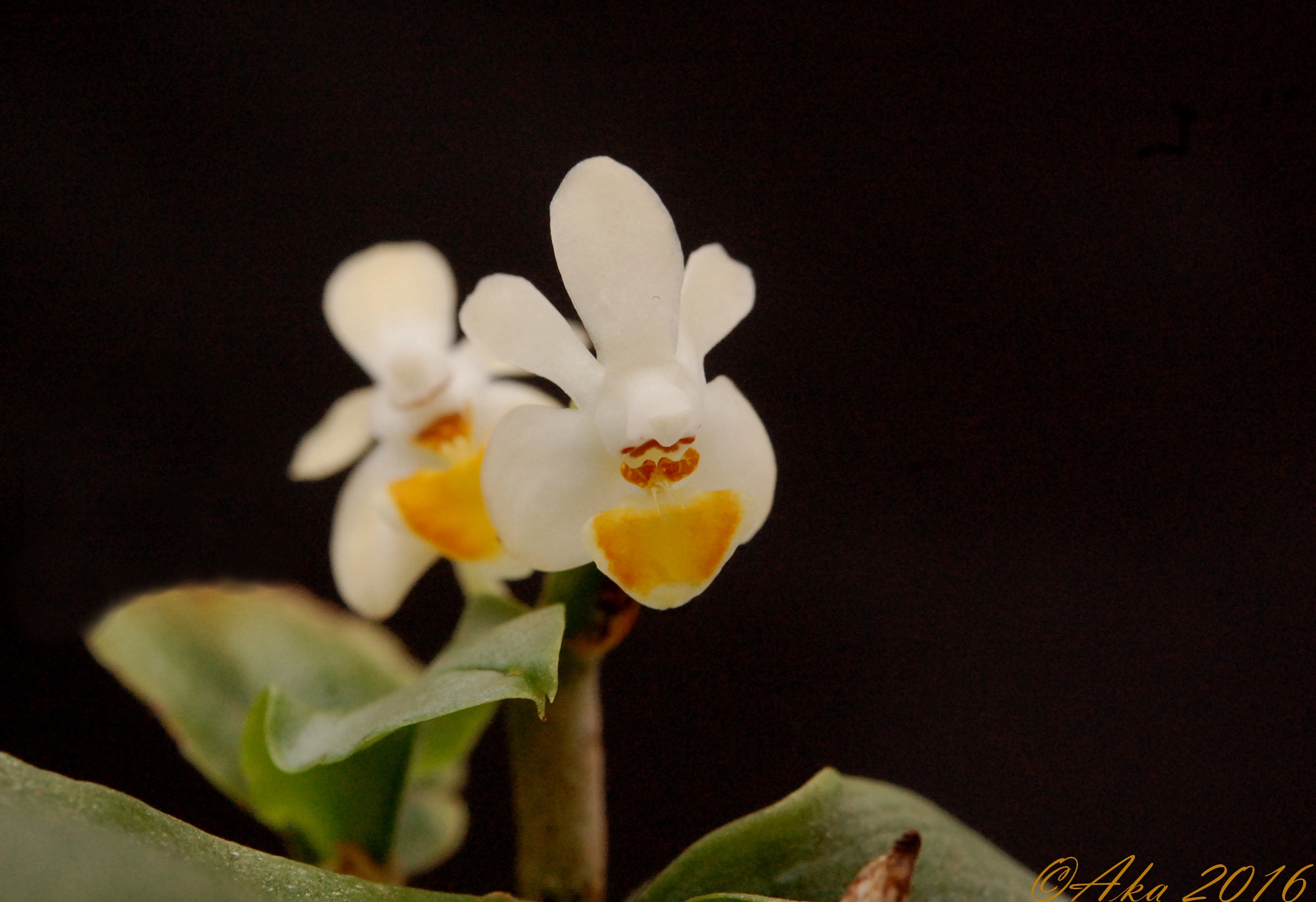 Phalaenopsis malipoensis 827565juillet3