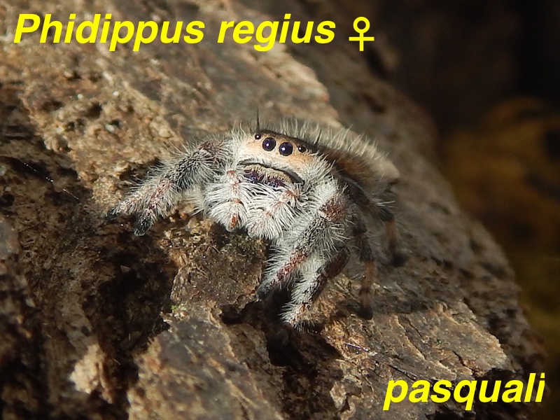 Phidippus regius Floride 827691RSCN4294