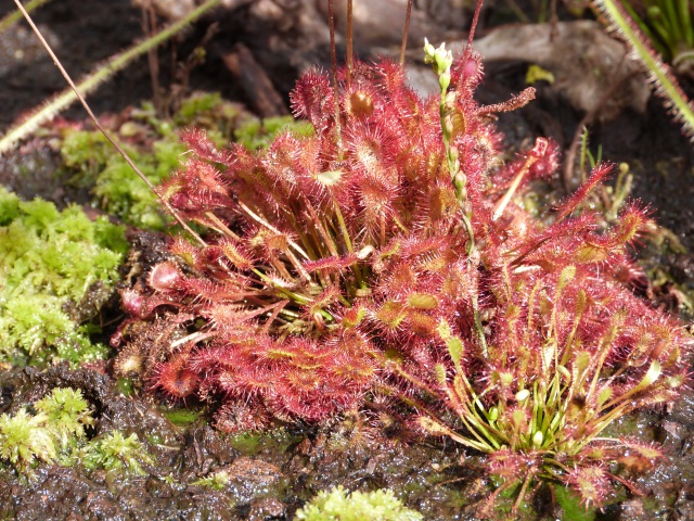 Drosera beleziana giant 828401P1110812